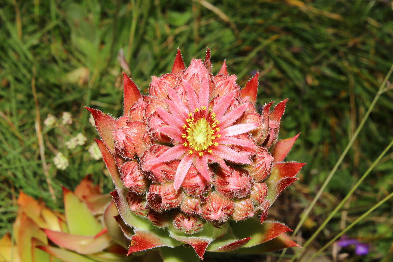 Sempervivum tectorum